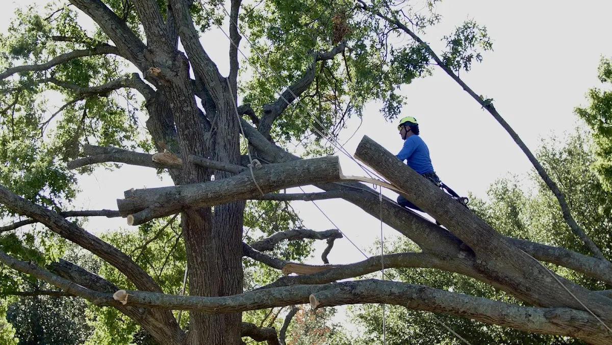 Professional Crown Thinning performed by certified arborists in Fort Cobb