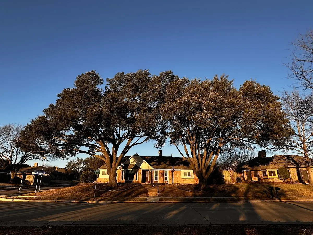 Established residential canopy tree shading a home in Fort Cobb